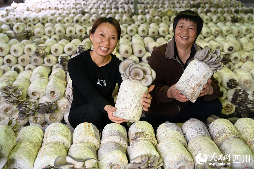 桑枝菌獲豐收。蘭自濤攝