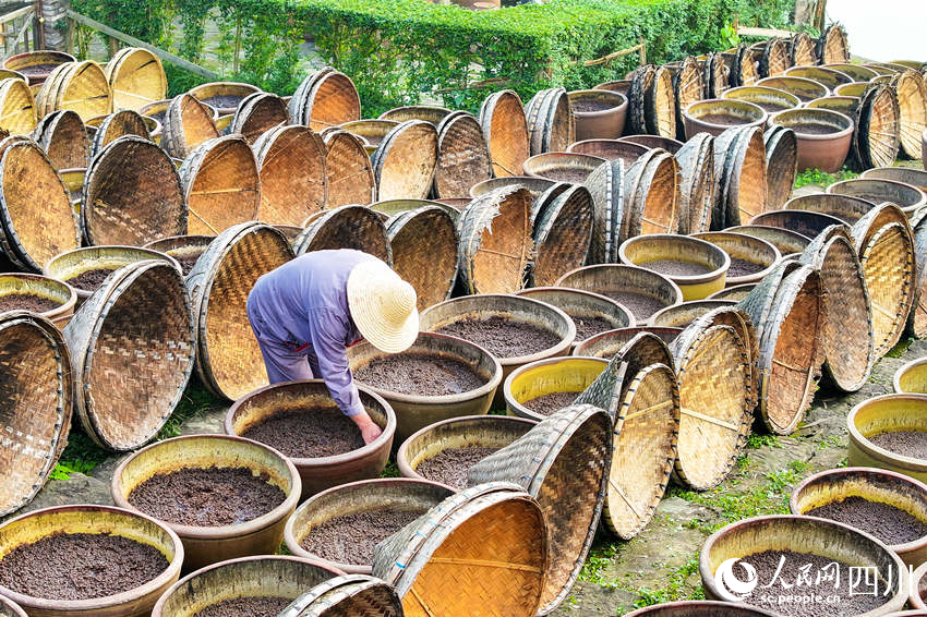 工人在露天曬場里忙碌生產。李貴平攝