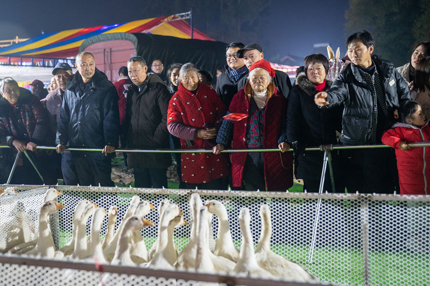 2月1日，群眾在眉山市彭山區(qū)金燭村的萬家水碾夜市體驗“套鵝”游樂項目。翁光建攝