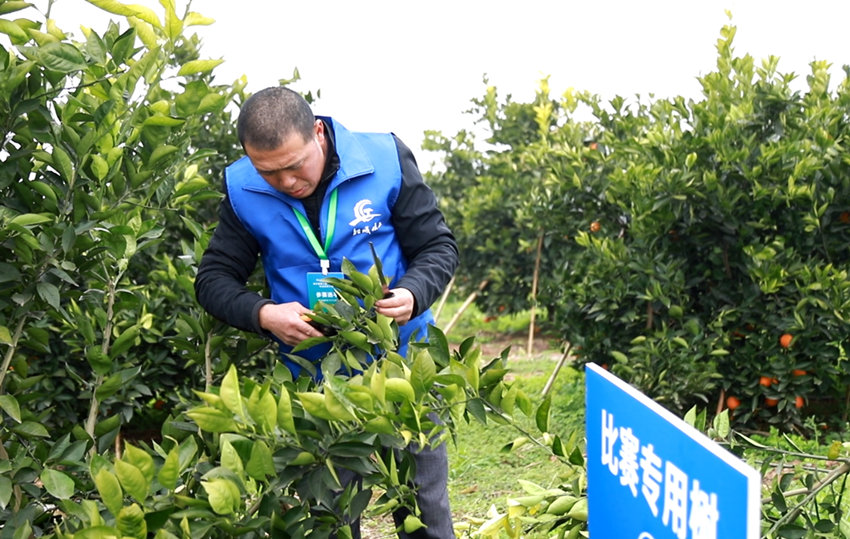 血橙修枝工比賽。資中縣融媒體中心供圖