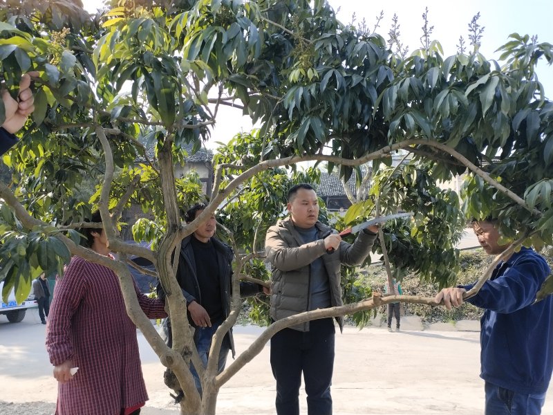 永寧街道黨員科技服務小分隊隊員在安富村8組田間地頭向村民傳授油菜和果樹春季田間管理技術。