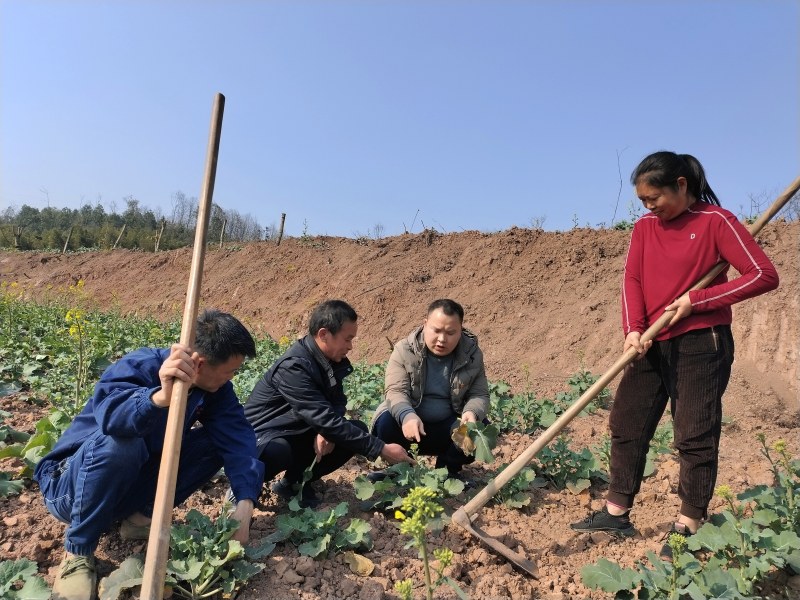 永寧街道黨員科技服務(wù)小分隊(duì)隊(duì)員在安富村8組田間地頭向村民傳授油菜和果樹(shù)春季田間管理技術(shù)。