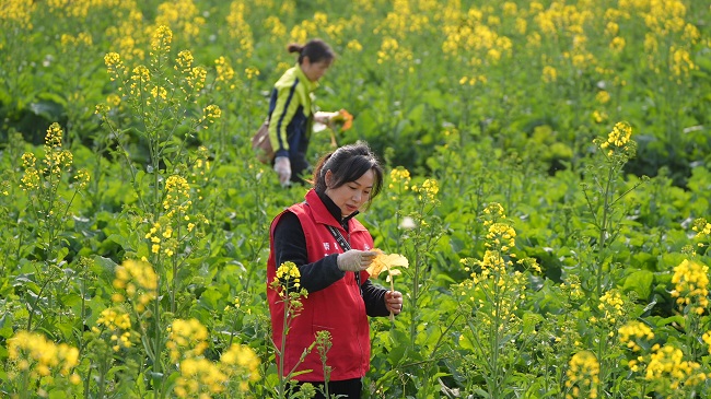 植保站農技人員在田間開展油菜病蟲害的監測調查。徐振宇供圖