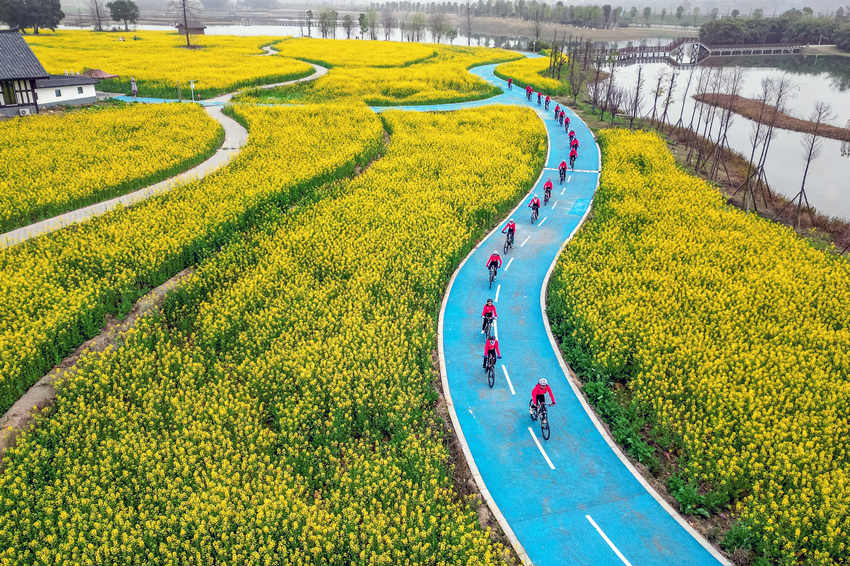 騎行愛好者在四川省眉山市彭山區(qū)“五湖四海”濕地公園綠道騎行賞花。翁光建攝