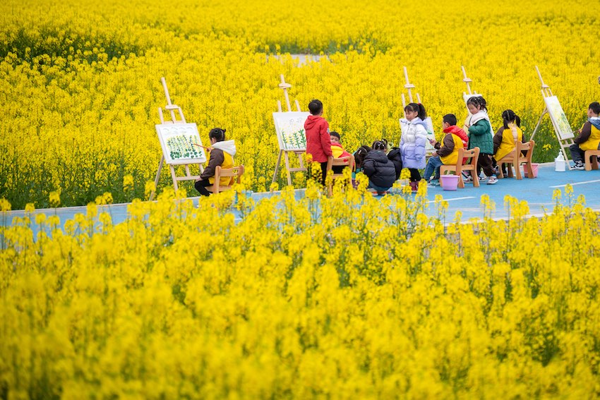 春回大地，油菜花開。翁光建攝