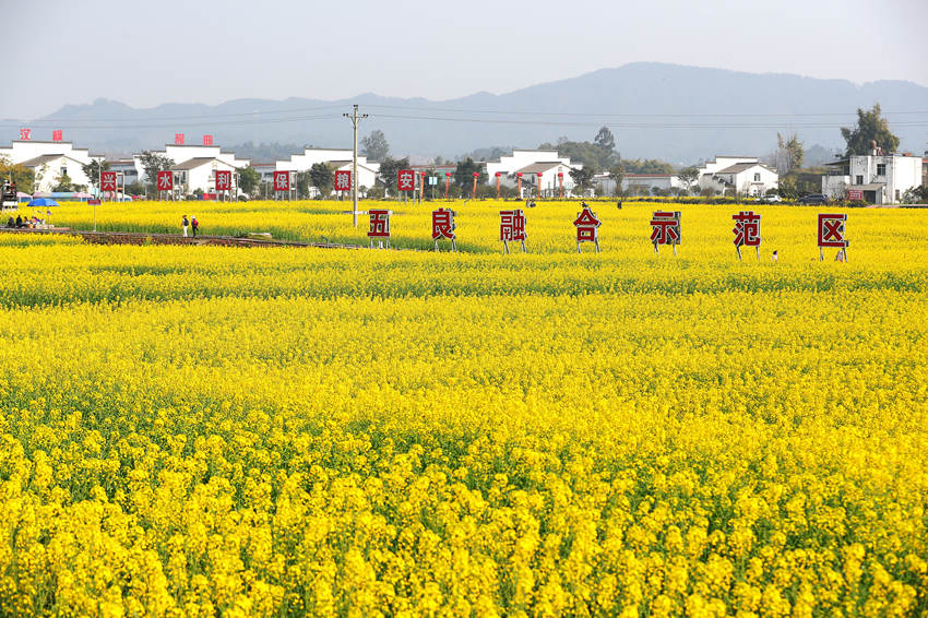 大片油菜花競相綻放。牟科攝