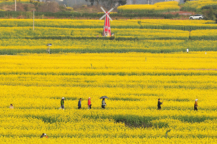 游客踏青賞花，享受春光。牟科攝