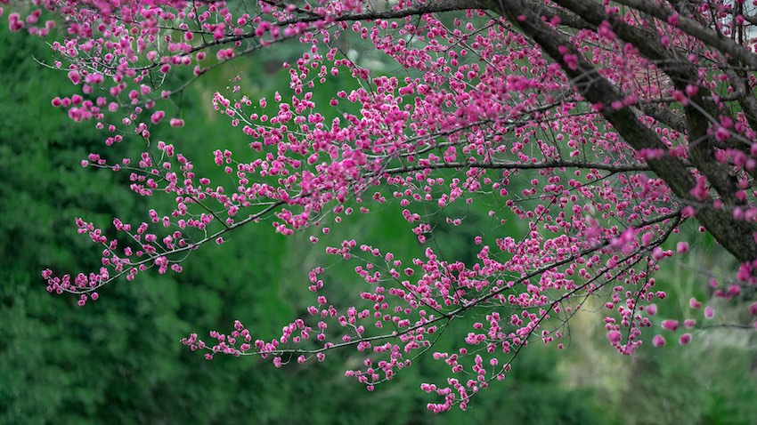 龍泉山脈，春暖花開。嘉楠攝