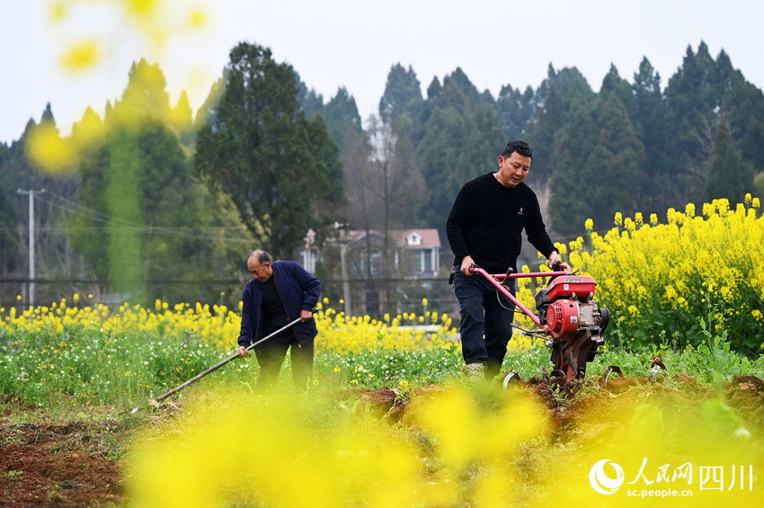 農(nóng)民正在耕整土地。蘭自濤攝