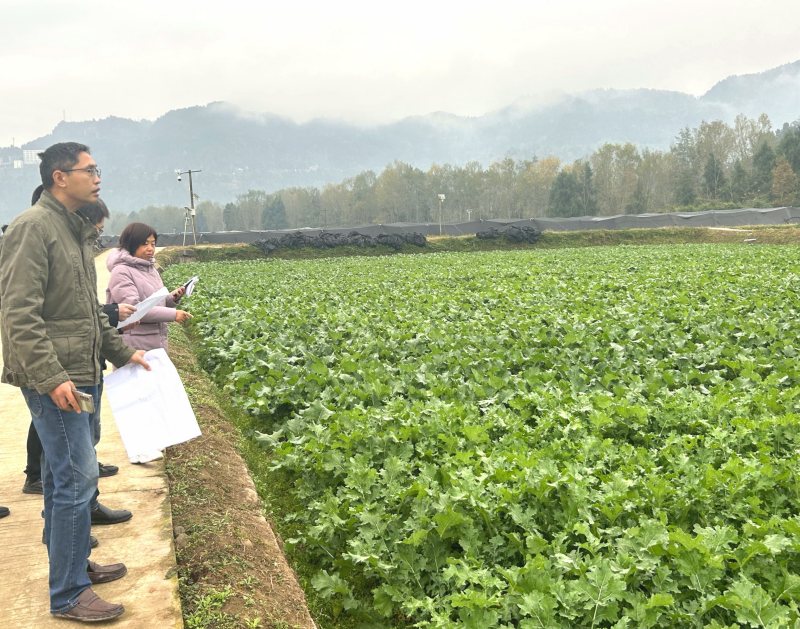 四川油菜創新團隊崗位專家張義娟等指導恩陽區油菜生產。宜賓市結對幫扶巴中市恩陽區工作隊供圖