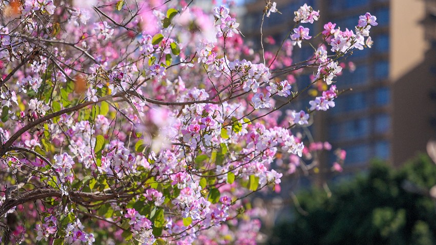 宮粉紫荊。西昌市融媒體中心供圖