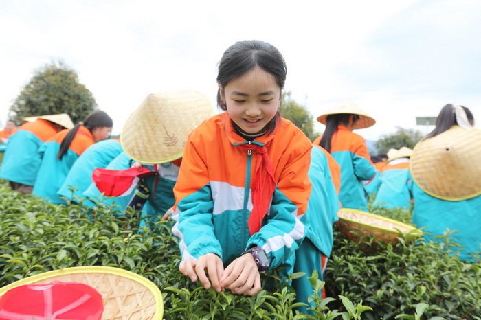 茶葉基地的快樂研學。馬發海供圖