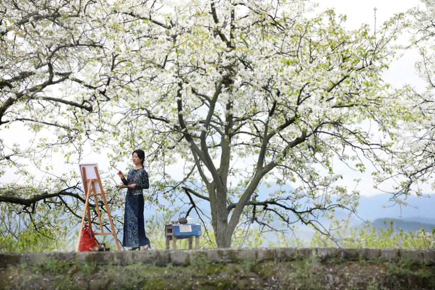 游客在達州市通川區羅江鎮鳳尾村的梨花下寫生。唐朝祥攝