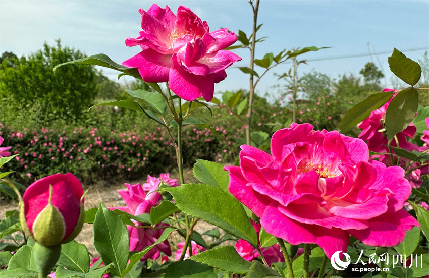 花紅葉綠美農田。人民網記者 劉海天攝