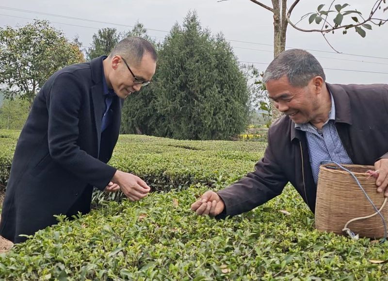 幫扶隊員到平昌縣邱家鎮嘶峰村調研茶產業，現場指導茶葉采摘技術。自貢市結對幫扶平昌縣工作隊供圖