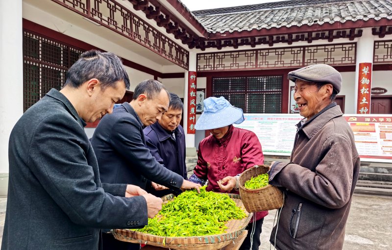 帶動平昌縣7.2萬戶茶農，茶農人均可支配收入年均增長11%以上。平昌縣委組織部供圖