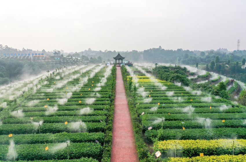 翠屏區金秋湖鎮茶園里，茶葉節水霧灌系統。王宇供圖