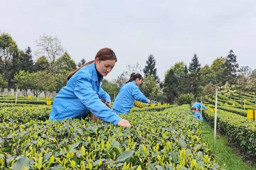 早白尖茶葉基地工人采茶忙。王春艷供圖