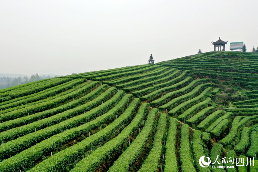 安裝了智能霧灌器的梅嶺茶山。人民網(wǎng) 趙祖樂(lè)攝