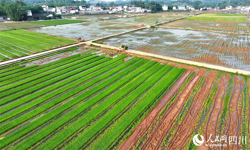 插秧天府地，作畫(huà)綠水田。人民網(wǎng)記者 劉海天攝