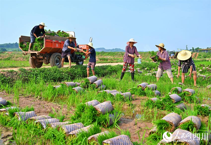 足下青苗盛，臉上笑容甜。人民網(wǎng)記者 劉海天攝