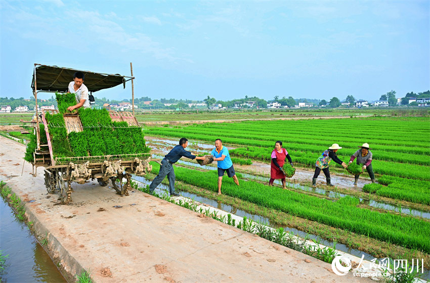 苗盤(pán)一車(chē)運(yùn)，稻秧雙手傳。人民網(wǎng)記者 劉海天攝