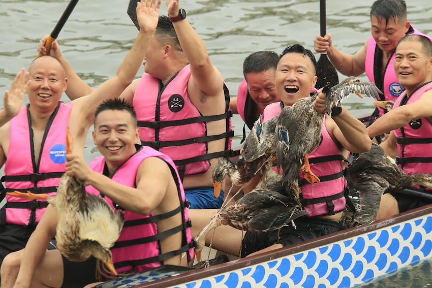 南河上演搶鴨子大戲，獲勝者“狂炫耀”搶到的鴨子。新津區委宣傳部供圖