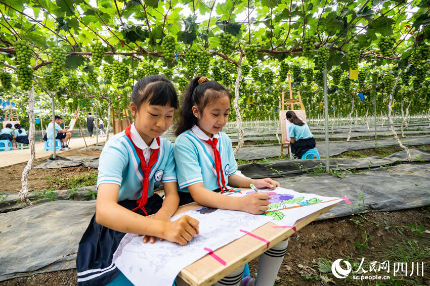 6月13日，眉山市彭山區實驗小學學生前往當地的葡萄種植基地開展勞動教育社會實踐活動，學生們在大棚下描繪葡萄豐收景象。翁光建攝