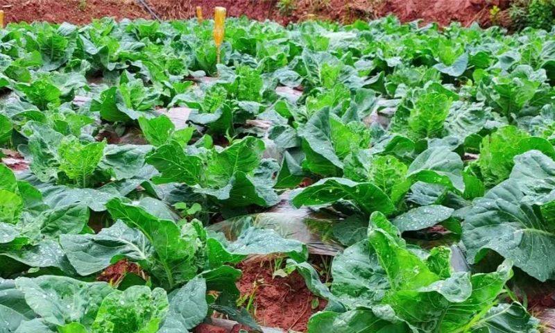 綠色無公害蔬菜種植基地里的蔬菜長勢喜人。黃安菊供圖