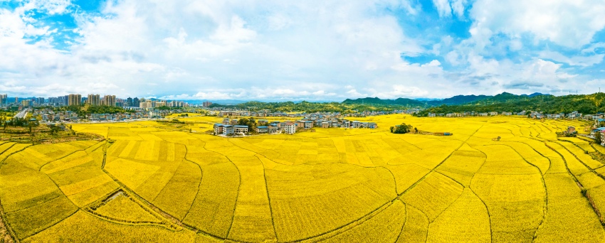 達州高產糧油種植基地。廖爽攝