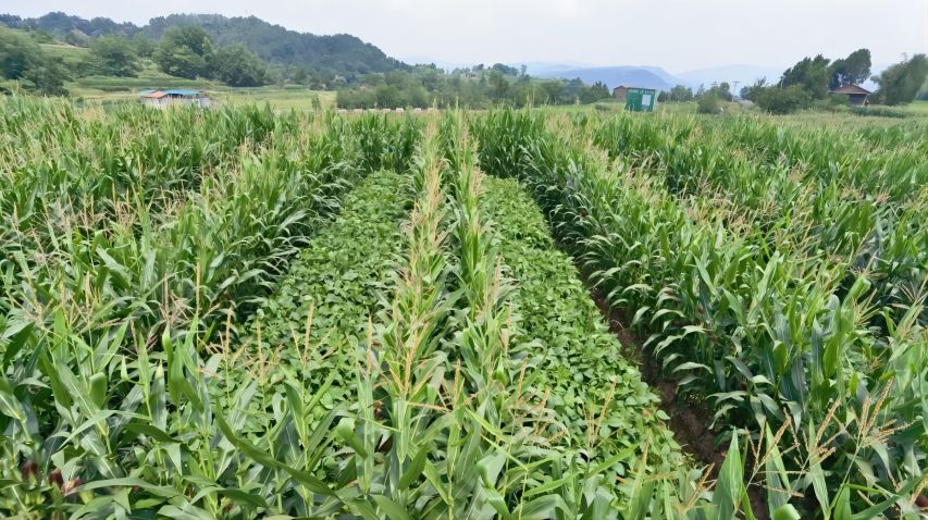 北山糧油園區(qū)春大豆復(fù)合種植長勢良好