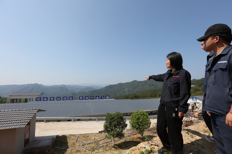 棉麻集團舊院黑雞核心育種場。馬發海攝