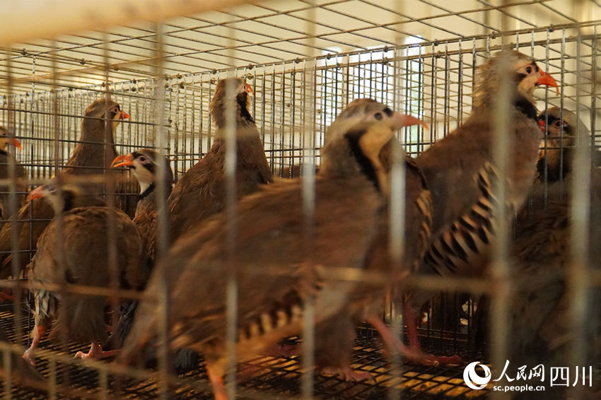 吳克單飼養的鷓鴣。人民網 趙祖樂攝