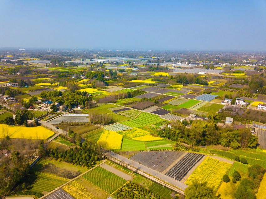 郫都區(qū)安德鎮(zhèn)農(nóng)業(yè)景觀。成都市規(guī)劃和自然資源局供圖