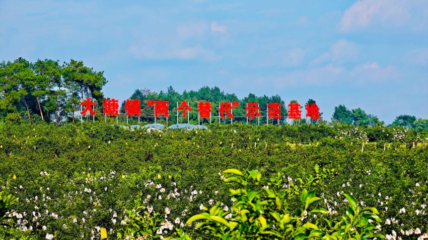 “兩個(gè)替代”柑橘種植基地。蒲江縣委宣傳部供圖