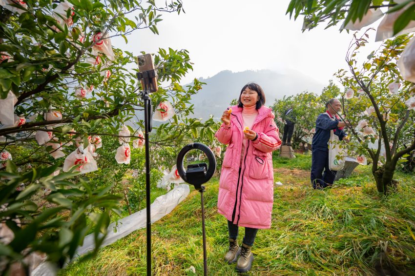 “兩個(gè)替代”橘香直播間。蒲江縣委宣傳部供圖