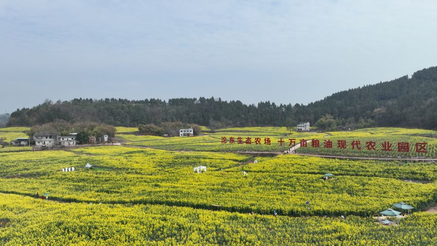 簡(jiǎn)陽市沱東生態(tài)農(nóng)場(chǎng)糧油大地景觀圖。簡(jiǎn)陽市農(nóng)業(yè)農(nóng)村局供圖