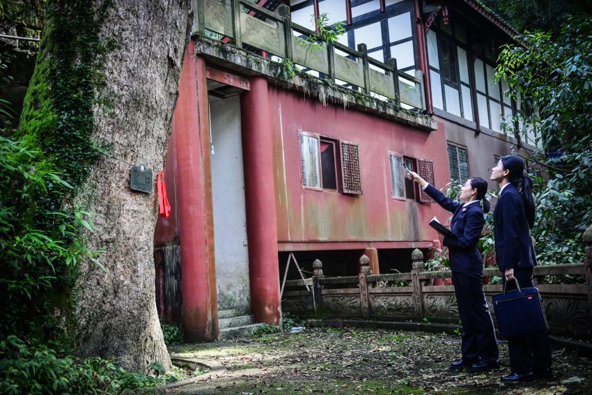 撐起古樹名木“保護傘”，呵護“有生命的文物”。崇州市檢察院供圖