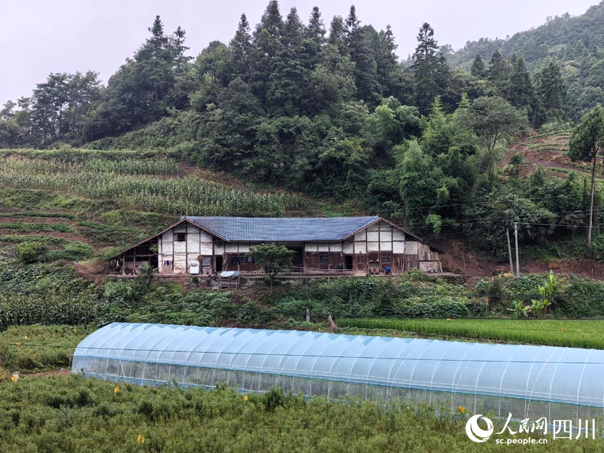 趕黃草基地里的育苗大棚。人民網記者 劉海天攝