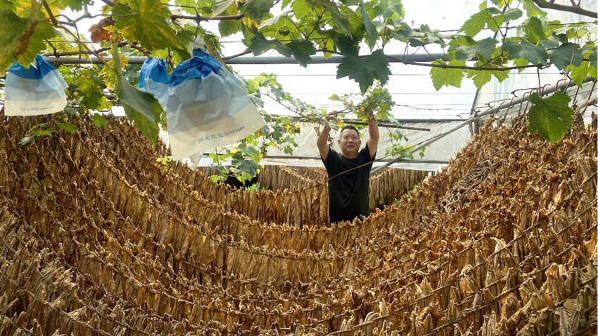 高建濤在葡萄架下查看“德雪一號”的晾制情況。綿竹市煙草專賣局供圖