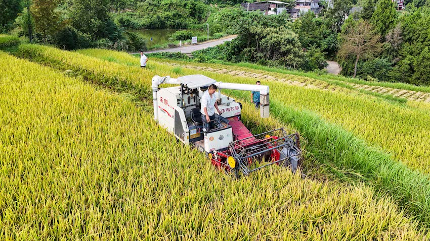 農機手頭頂烈日，駕駛收割機在田間來回穿梭 。張書浩供圖