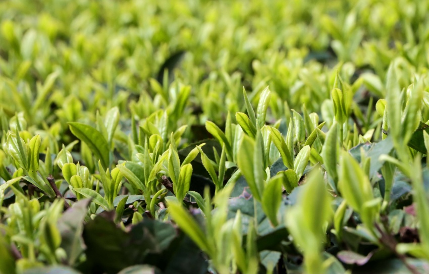 嫩綠茶芽。高縣融媒體中心供圖