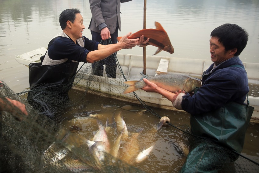 李申學養(yǎng)殖的胭脂魚等特種魚類。江北鎮(zhèn)政府供圖