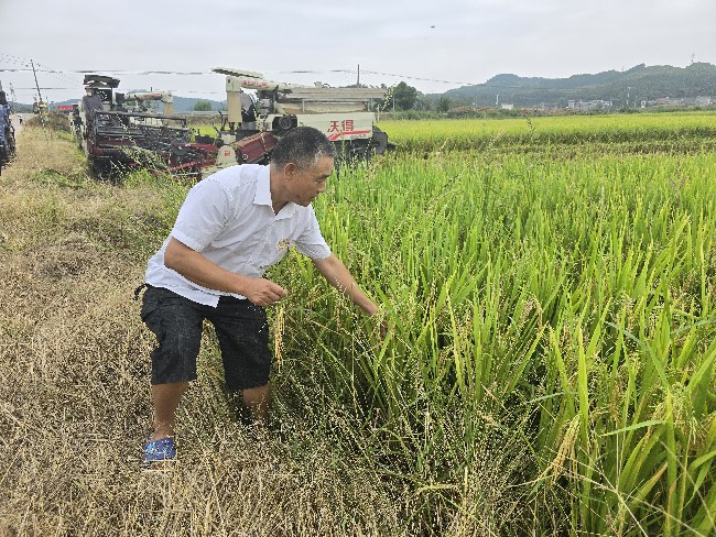 綿陽(yáng)市游仙區(qū)彩利種植專(zhuān)業(yè)合作社理事長(zhǎng)楊彩利查看水稻長(zhǎng)勢(shì)。四川省武都引水工程運(yùn)管中心供圖