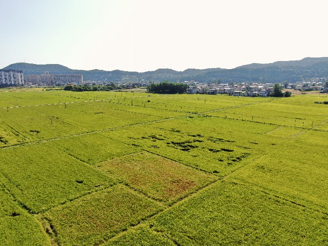 四川武引灌區(qū)“豐”景如畫(huà)。四川省武都引水工程運(yùn)管中心供圖