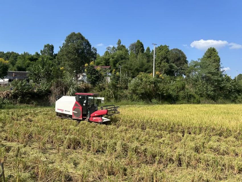 在樂至縣高寺鎮金光村的集體經濟水稻種植基地里，收割機正在收割成熟的水稻。樂至縣委宣傳部供圖