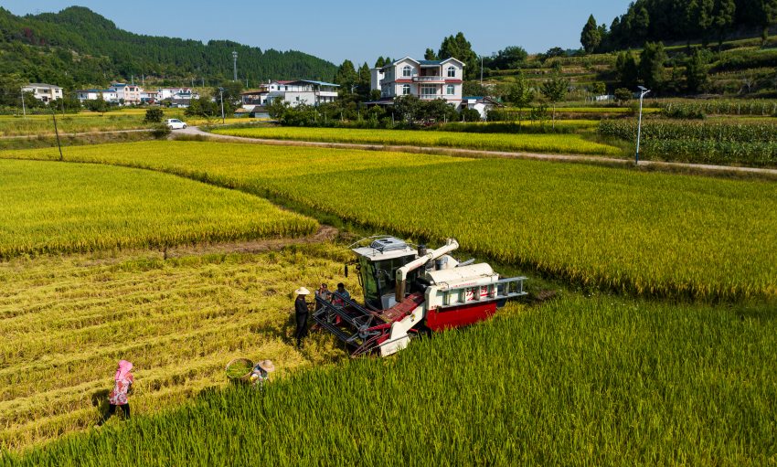 機器收割。閬中市委宣傳部供圖