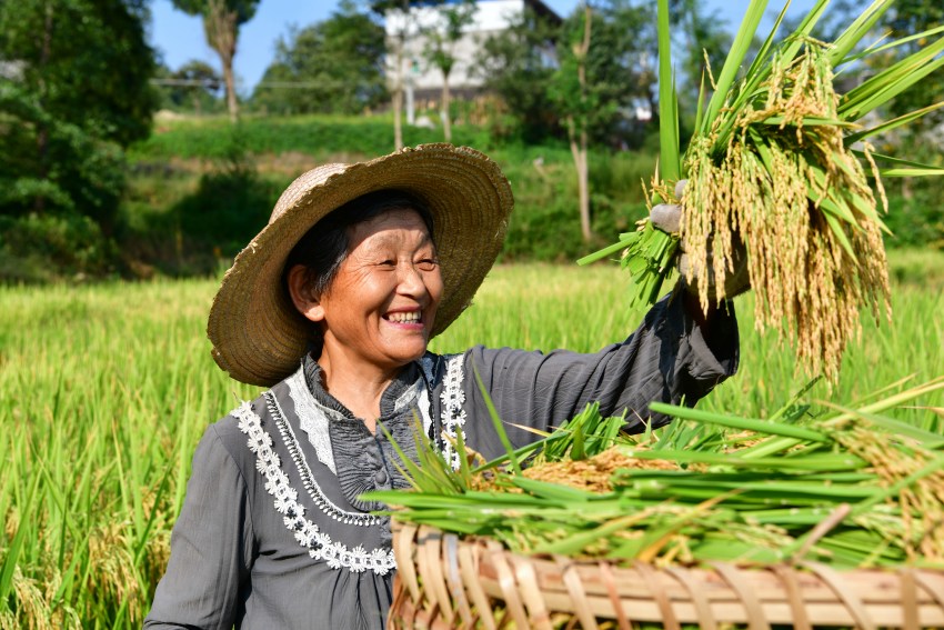 水稻豐收村民笑開顏。閬中市委宣傳部供圖