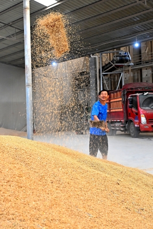 仁壽縣珠嘉鎮五谷園種植專業合作社糧食烘干房，工人正在整理已烘干的稻谷。