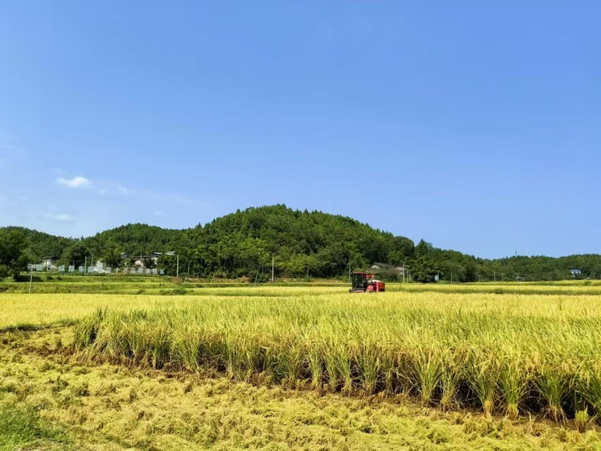 董家埂小河村。東部新區供圖